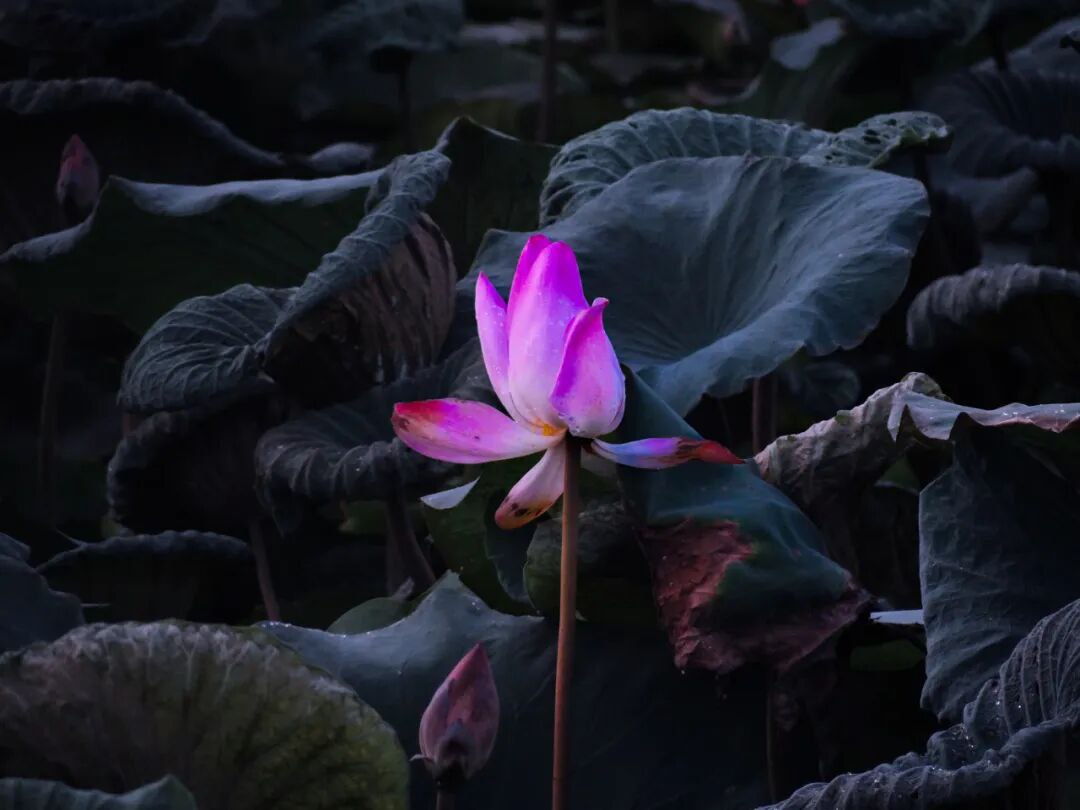 周隆达摄影作品