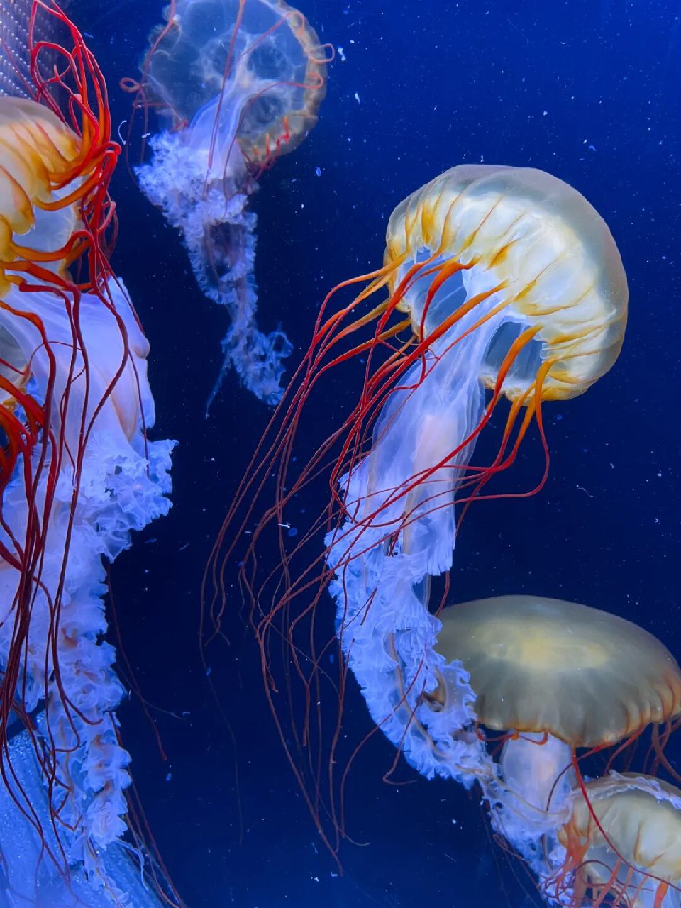 曾允律摄影作品