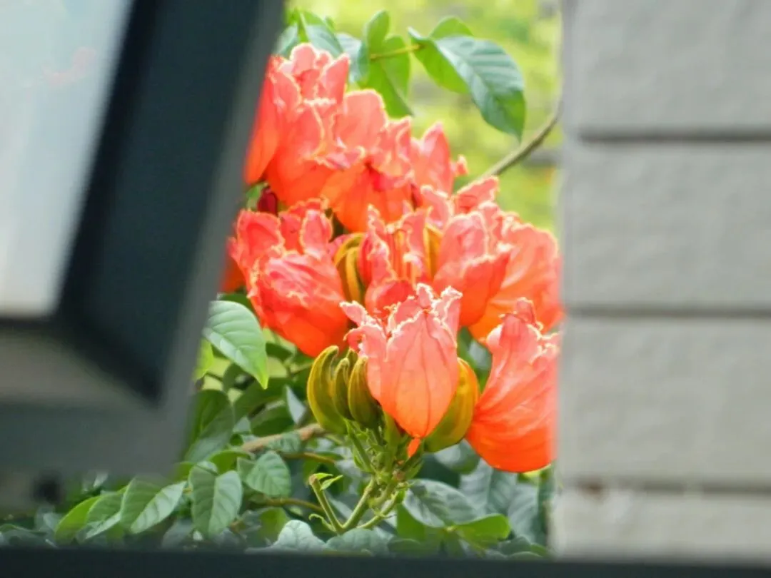 高一(8)班段妤菡摄影作品