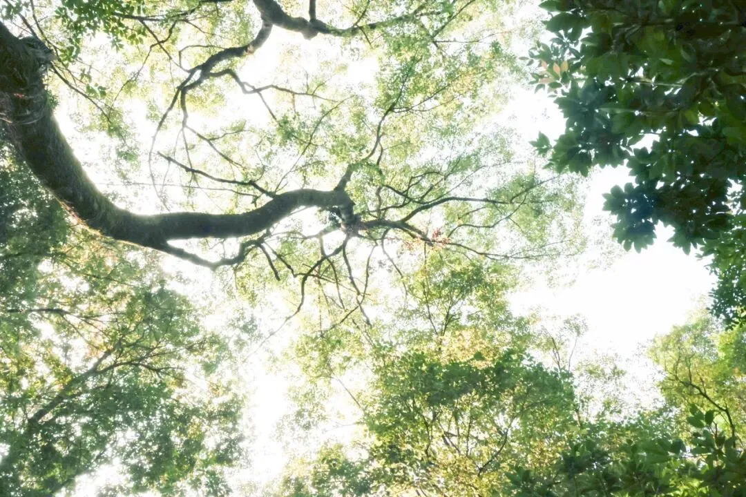 高一(29)班杨嘉豪摄影作品