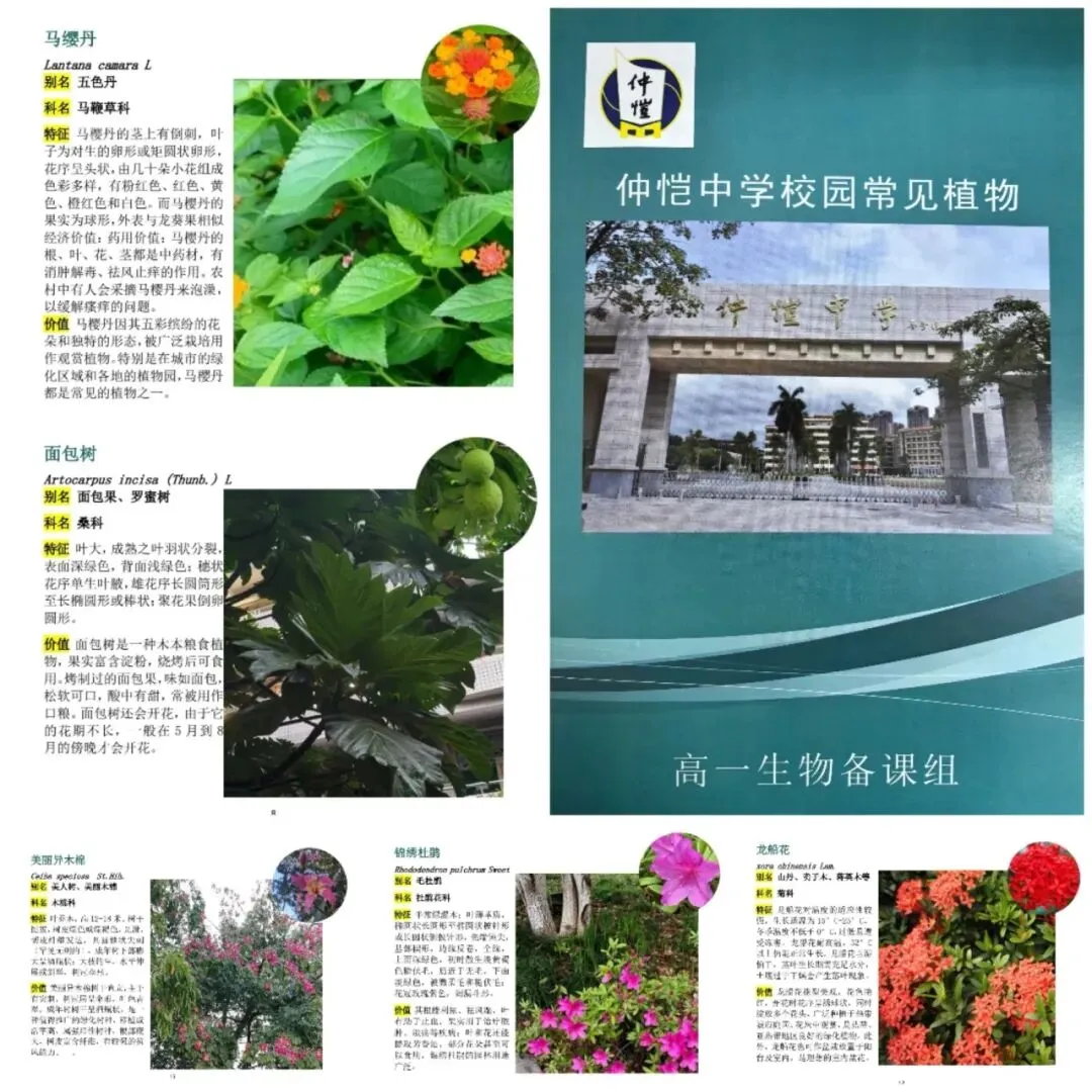 学生们在校园内认识和观察植物