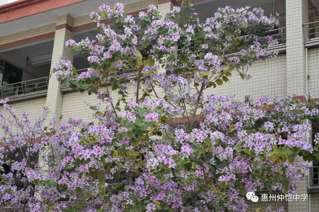 仲恺中学标准篮球场