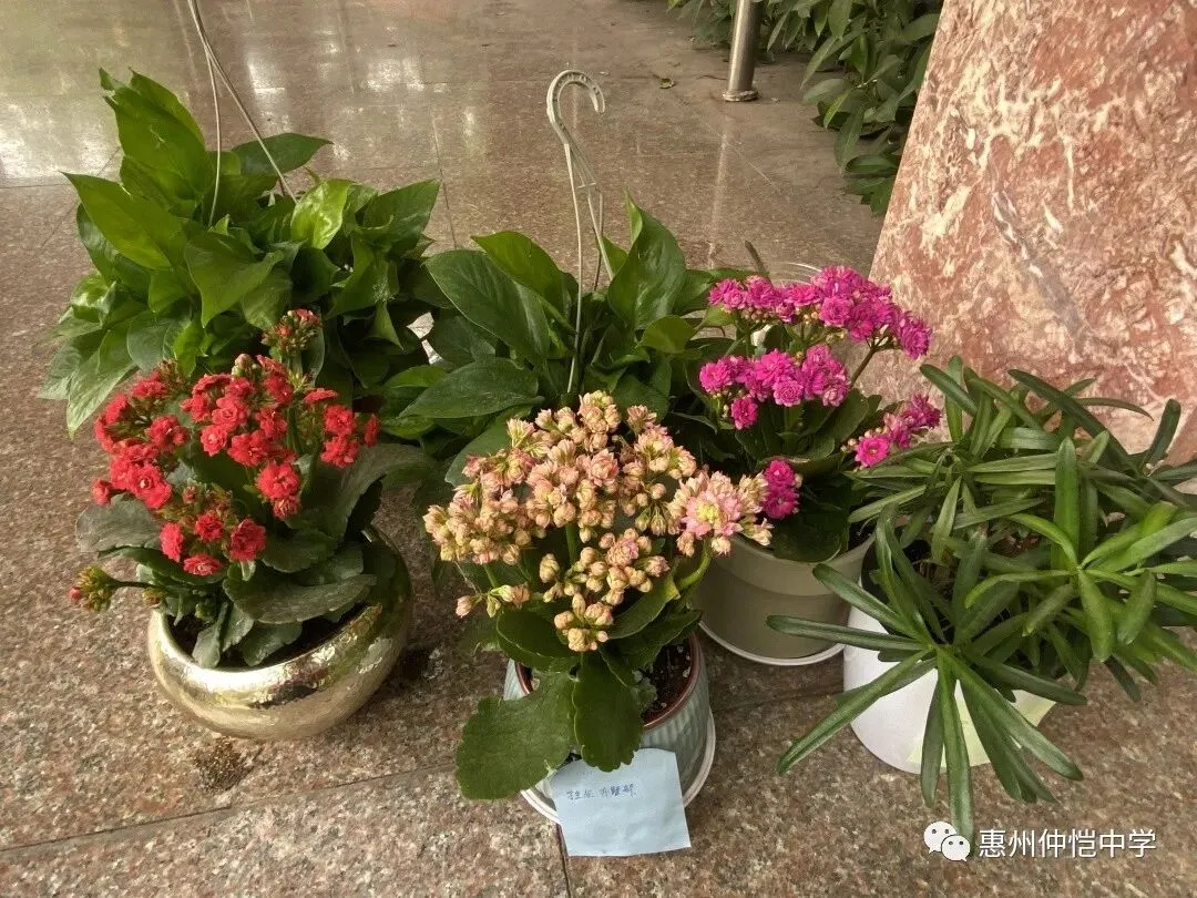 学生们展示制作精美的落叶手工艺品,如书签和装饰画