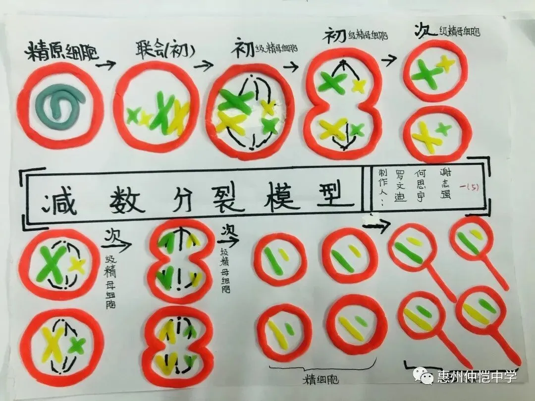 模型展示了减数第二次分裂