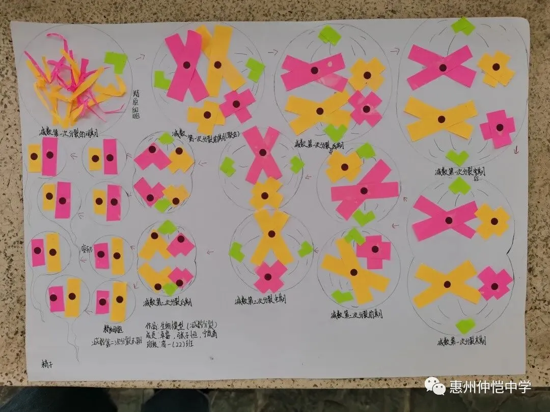 学生们认真制作减数分裂模型