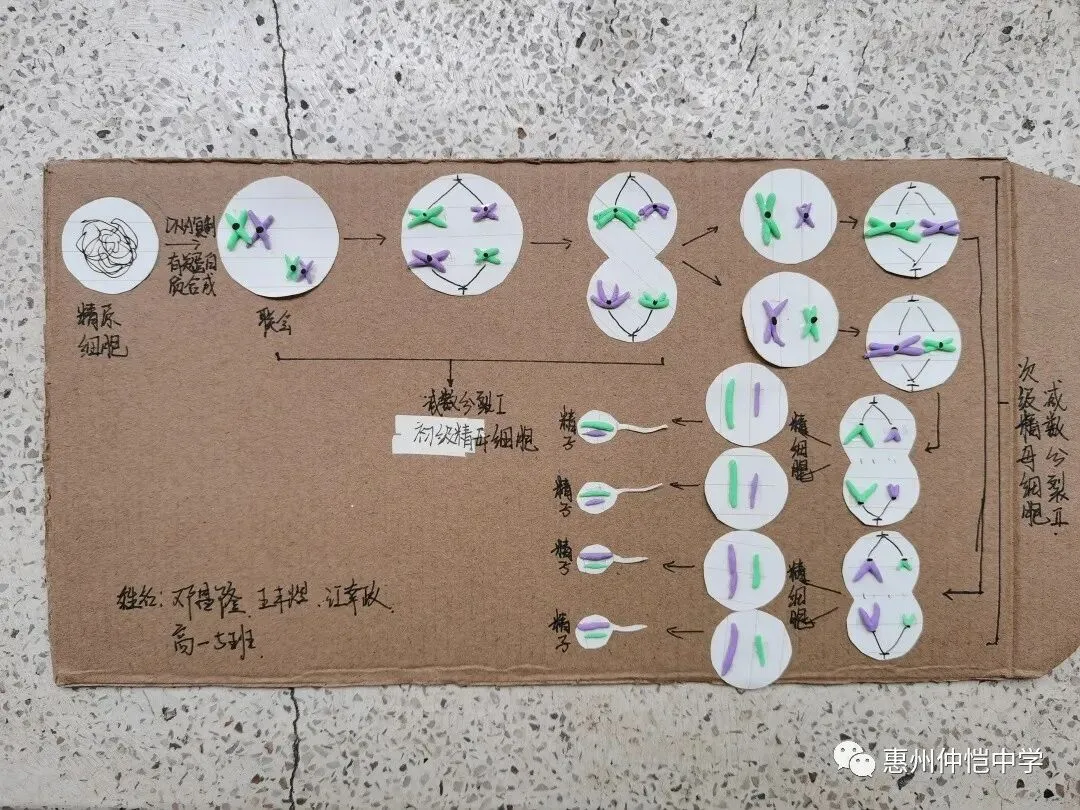 精美的减数分裂模型细节展示