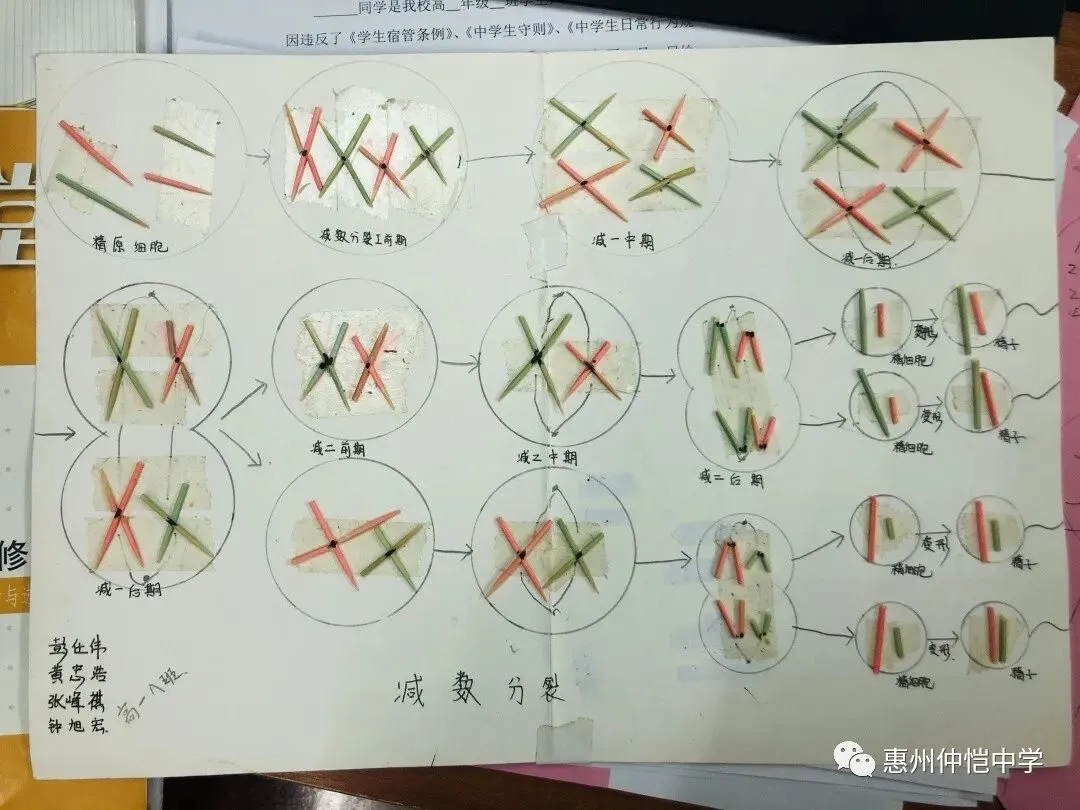 仲恺中学高一生物模型大赛:让减数分裂“动”起来
