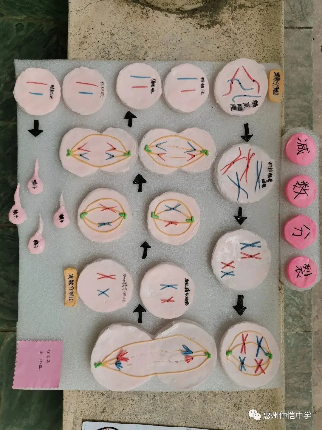 不同风格的减数分裂模型