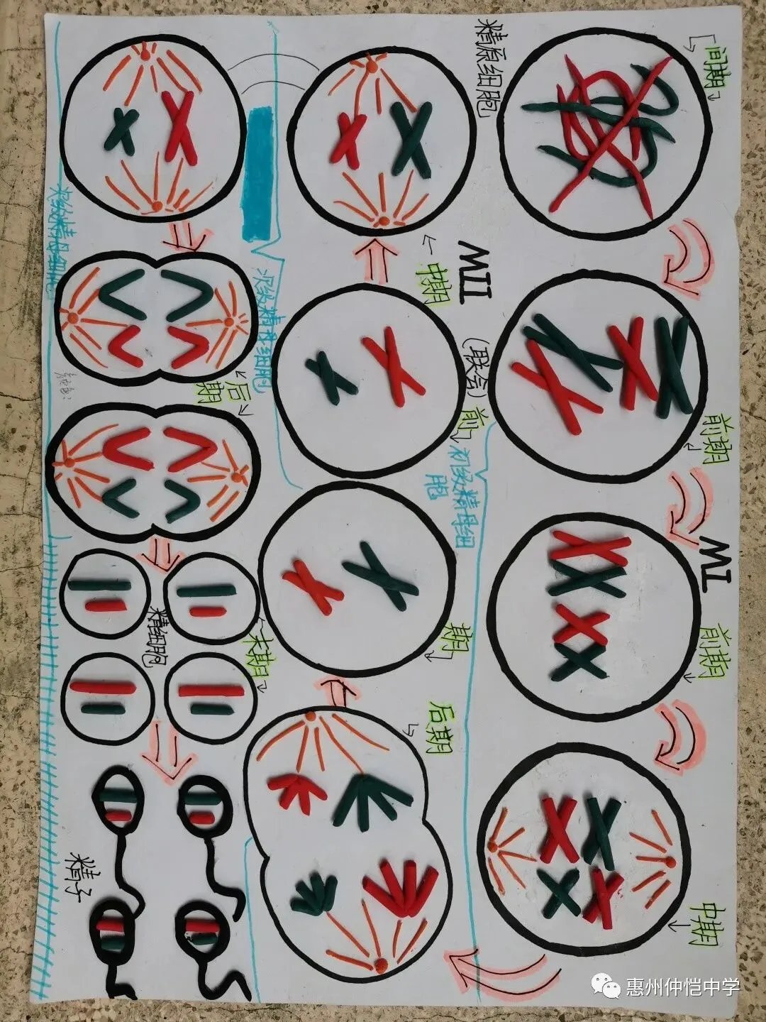 模型生动展示了染色体的变化
