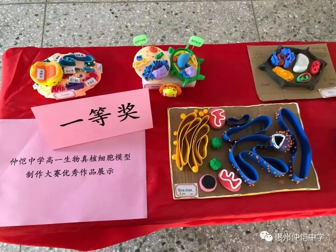 学生们正在认真制作细胞模型