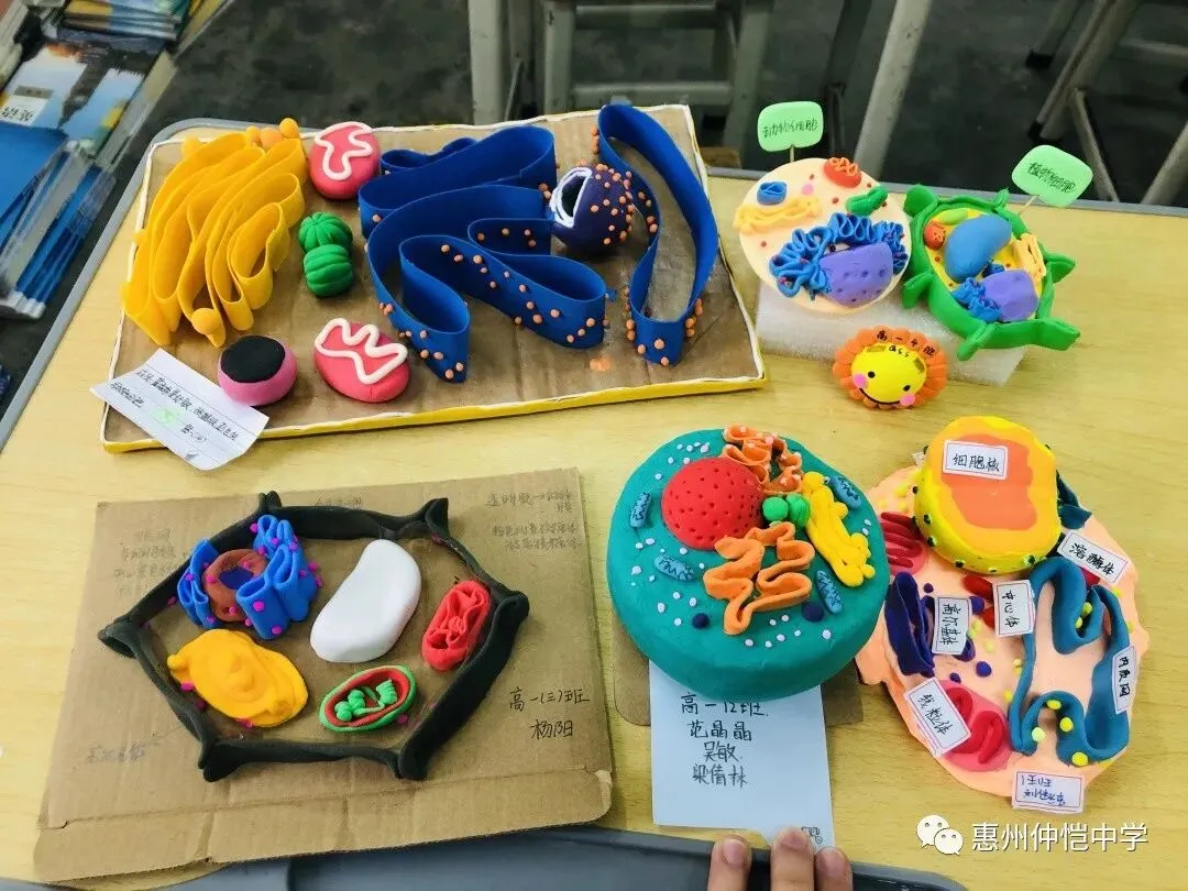仲恺中学高一生物模型制作大赛，激发学生科学探究与创新能力