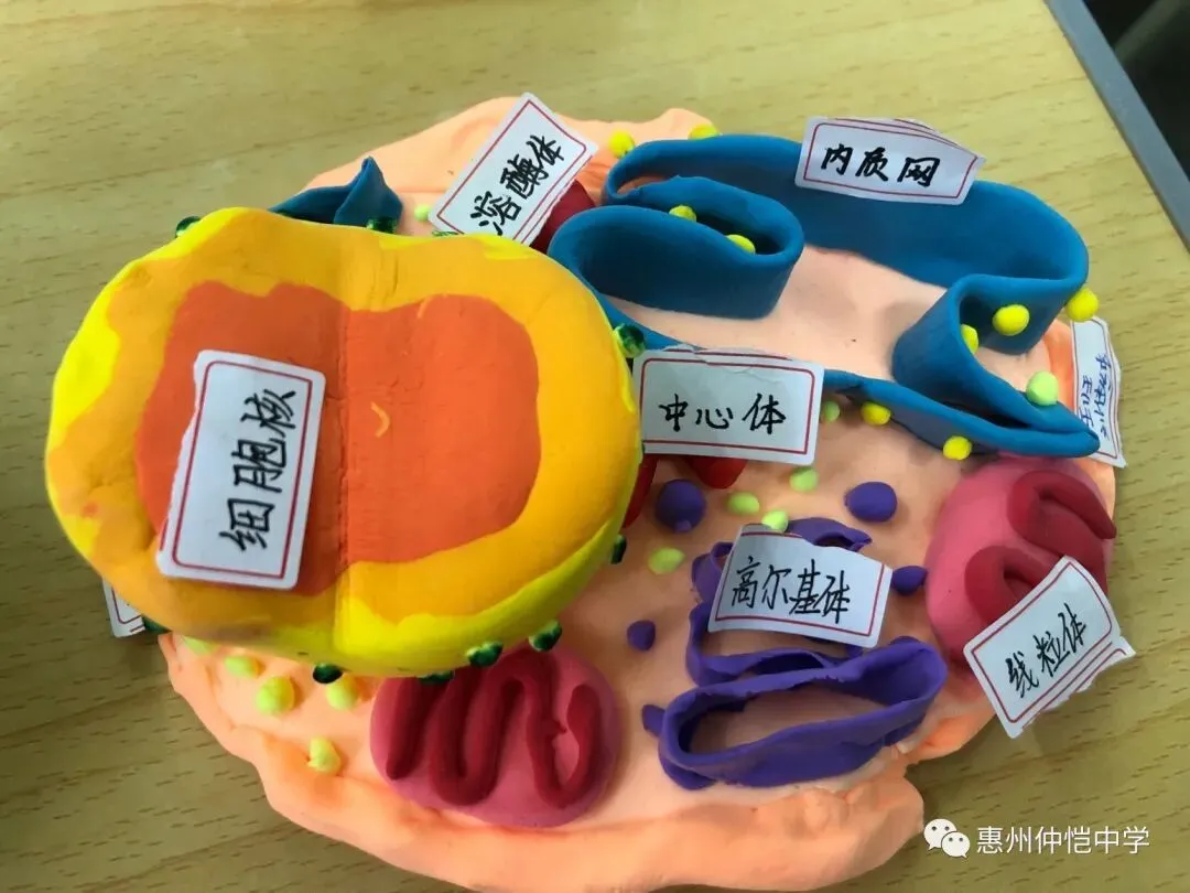 学生们展示他们制作的细胞模型
